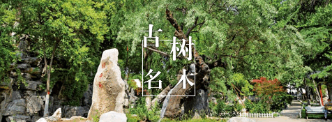 古樹名木