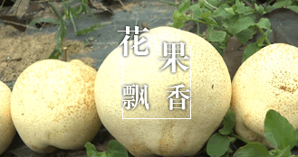 花果飄香