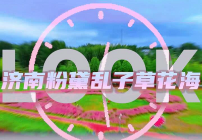 拿捏秋日氛圍感？濟(jì)南這些免費(fèi)花海，教你輕松圈“粉”！